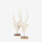 Swazi Springbok Head
