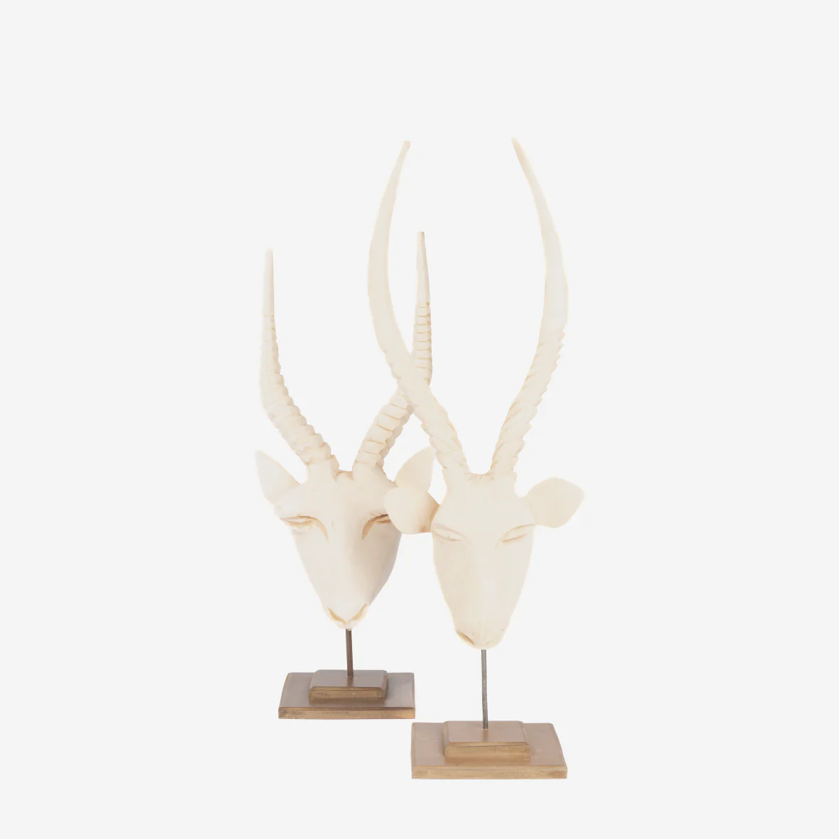 Swazi Springbok Head