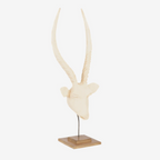 Swazi Springbok Head