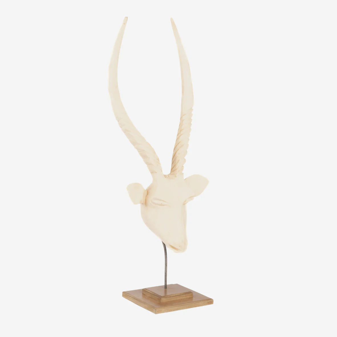 Swazi Springbok Head